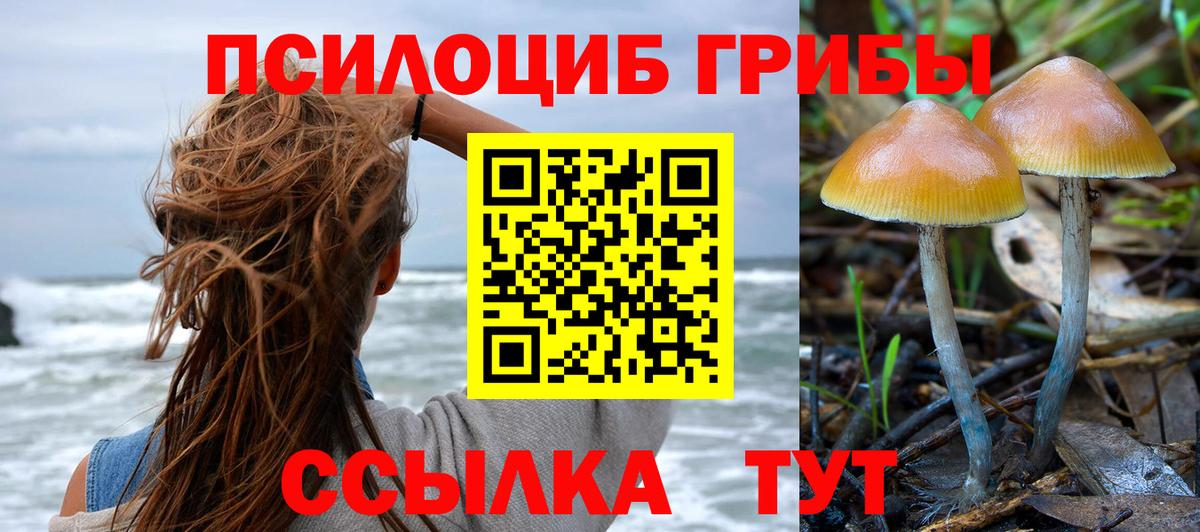 Псилоцибиновые грибы Psilocybe Звенигород